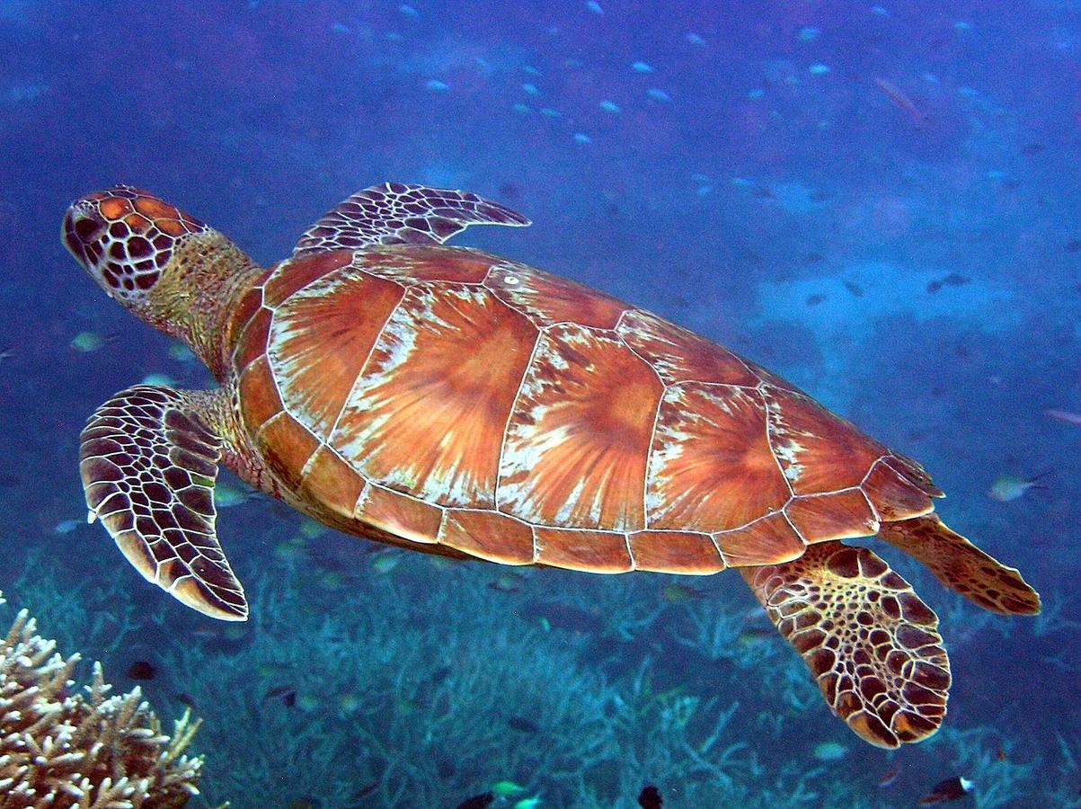 Reef Suite Agnes Water Esterno foto
